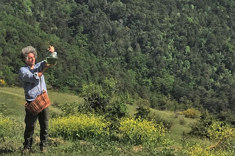 Plantes transformées