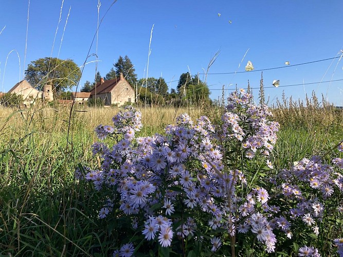 The Vine and the Thistle