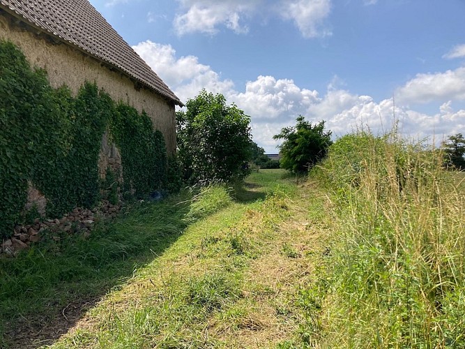 La Vigne et le Chardon