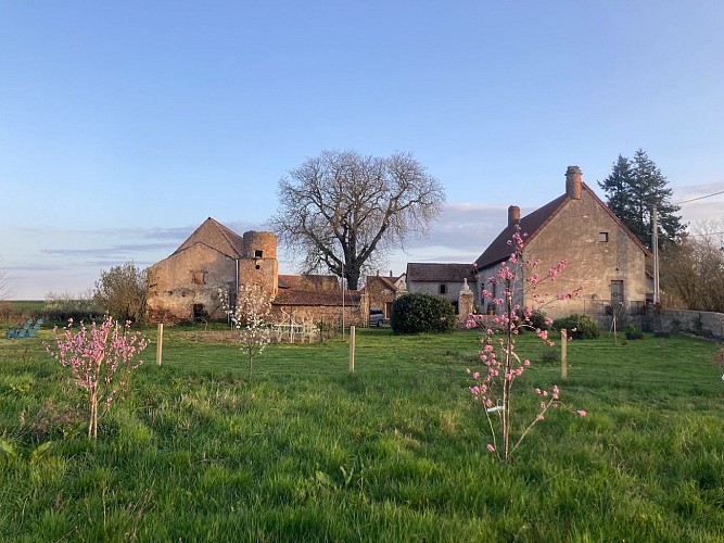 La Vigne et le Chardon