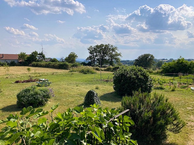 La Vigne et le Chardon