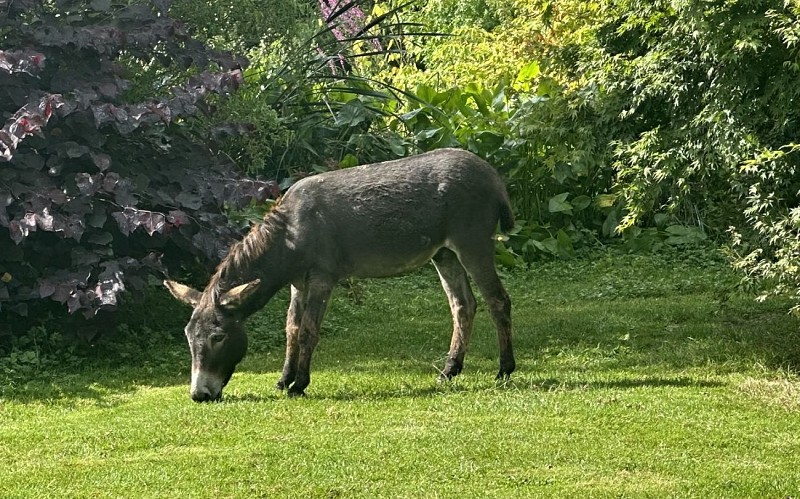 Benny - Parc du Yack blanc