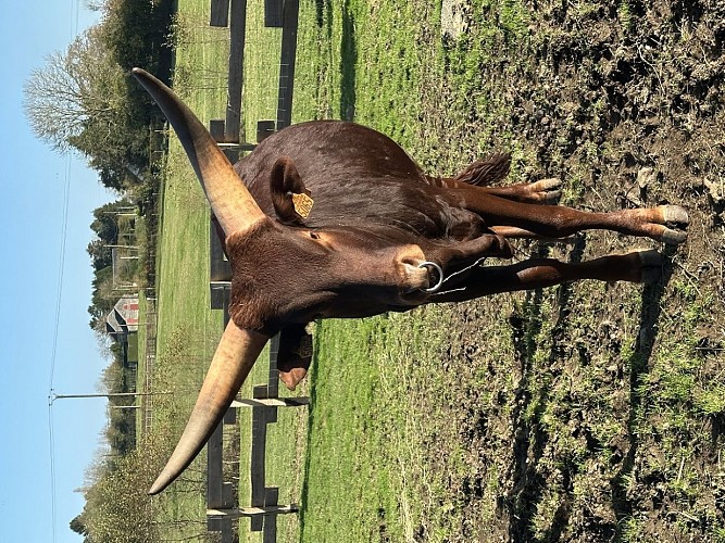 Watu, le watusi - Parc du Yack blanc