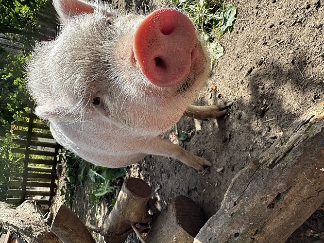 Gadoue, cochon nain