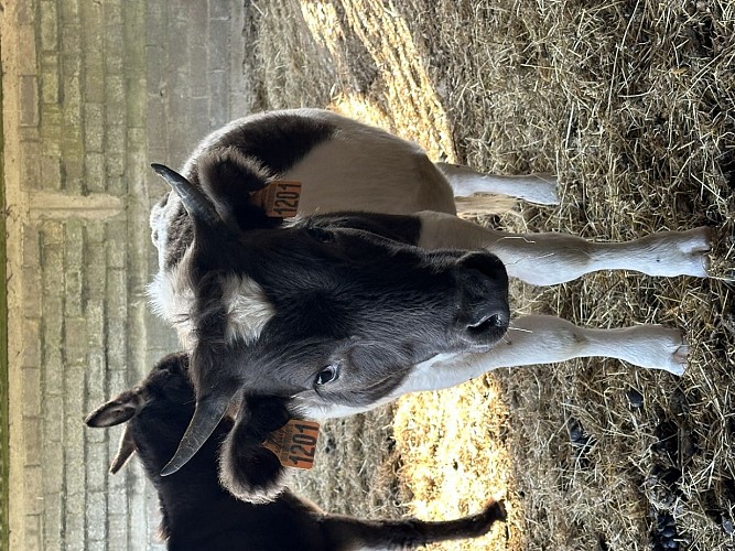 Robert, vache miniature - Parc du Yack blanc