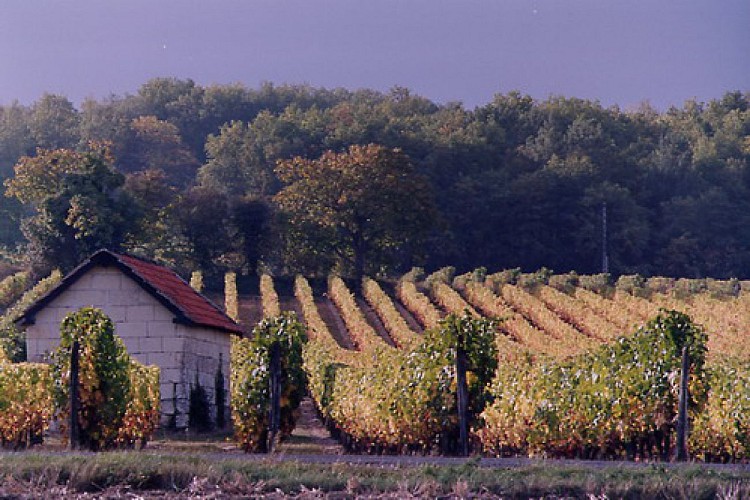 Cabane de vigne