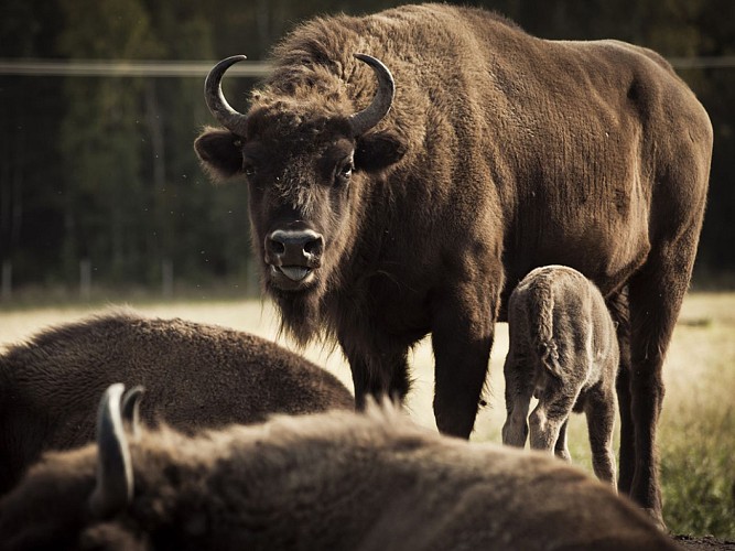 Avesta Bison Park