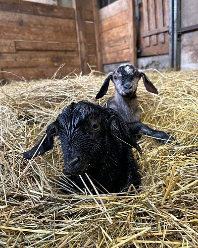 Ferme de l'Edelweiss