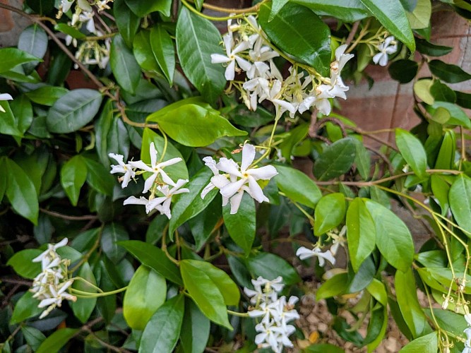 Rue perdue - Plantes