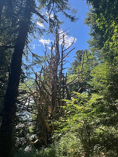 Point d'intérêt du 27/06/2025 14:48:35