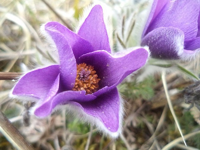 Pelouses calcaires de Rollainville