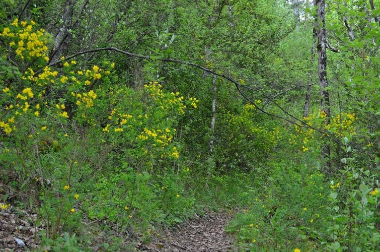 Cytises à feuilles sessiles en bordure de sentier forestier