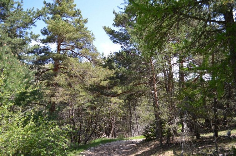 Forêt domaniale de Chamouse