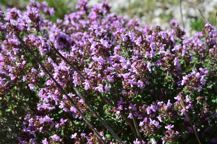 Thym commun (Thymus vulgaris)