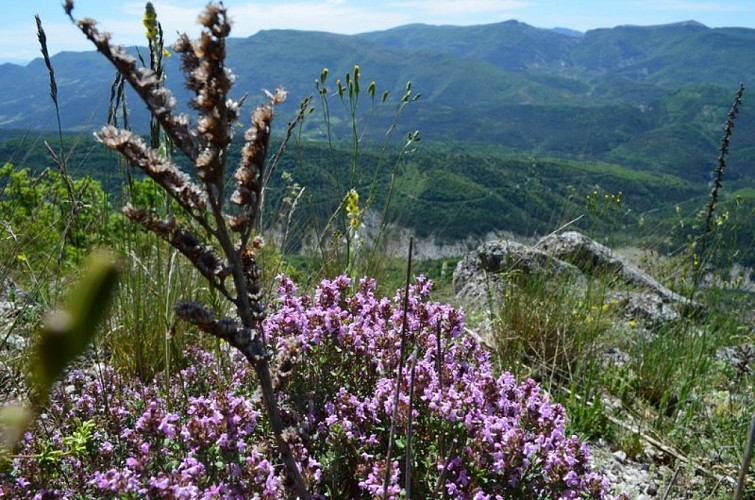 Thym commun (Thymus vulgaris)