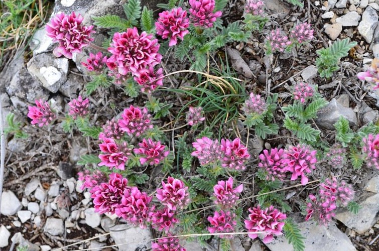 Anthyllide des montagnes