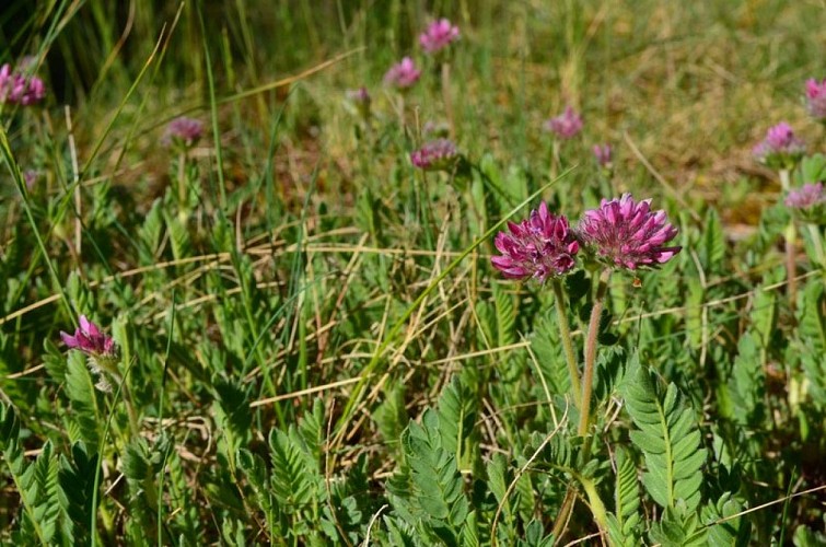 Anthyllide des montagnes