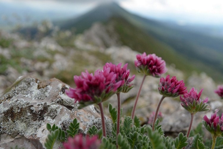 Anthyllide des montagnes