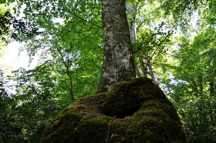 Hêtres dans la forêt de Beynaves