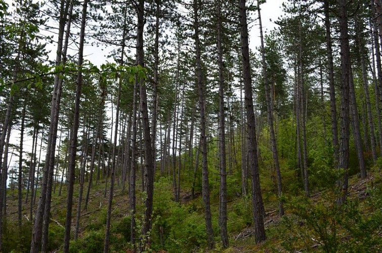 La forêt de Beynaves