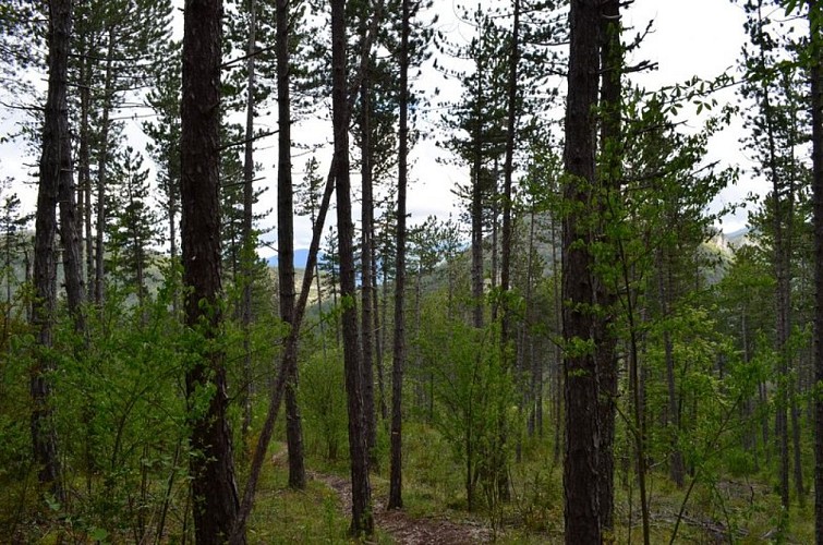 Pins noirs d'Autriche