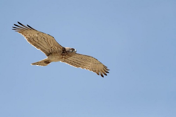Le Circaète Jean-le-Blanc
