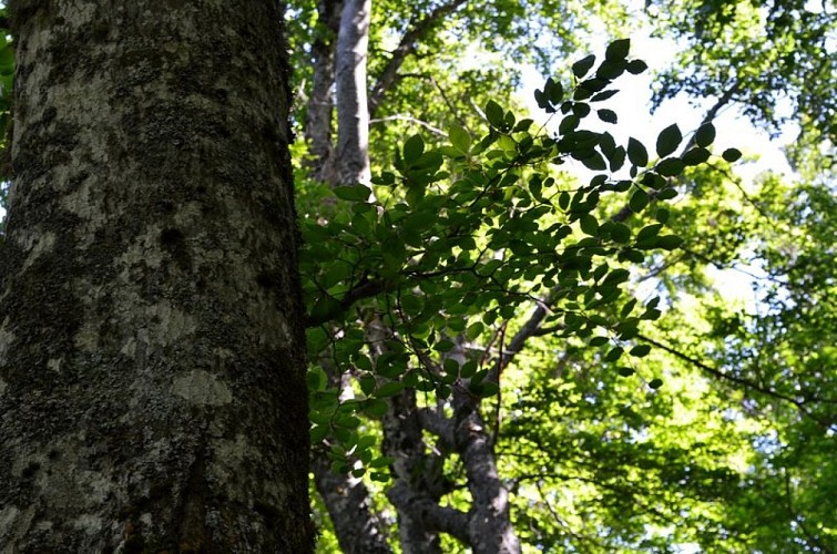 Hêtre (Fagus sylvatis)