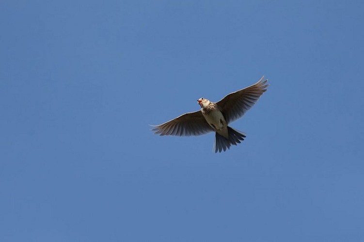 L'Alouette des Champs en vol