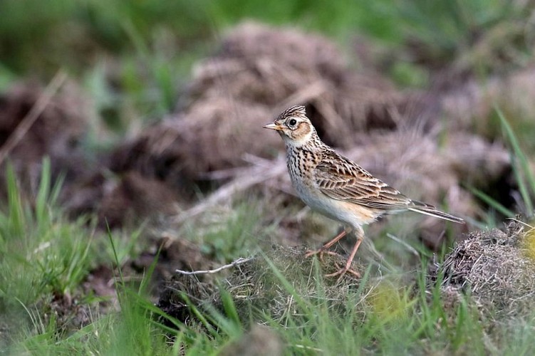 L'Alouette des Champs