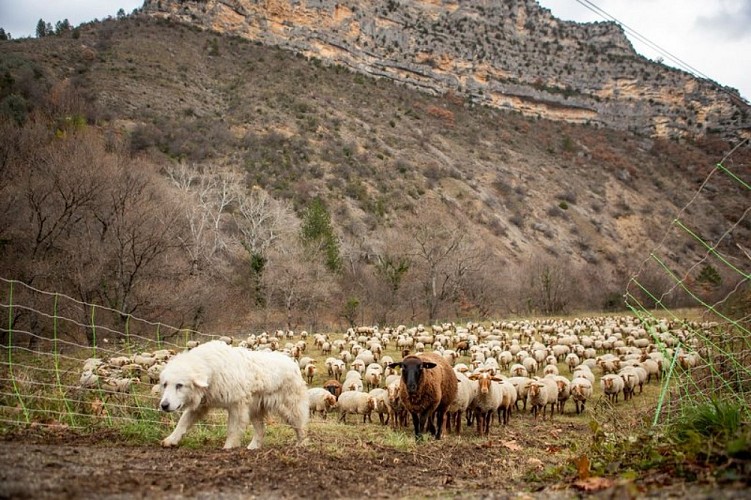 Le travail des chiens de protection avec le troupeau