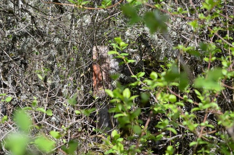 Ruines de l'ancien village de Clermont