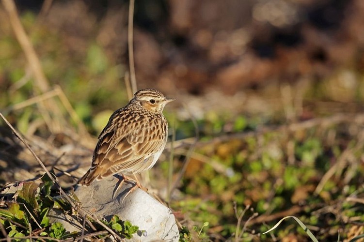 Alouette Lulu (Lullula arborea)