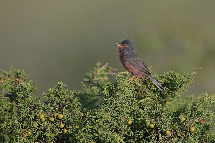 Fauvette pitchou (Curruca undata)