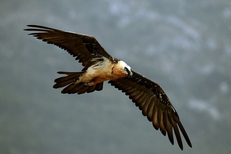 Gypaète barbu (Gypaetus barbatus)
