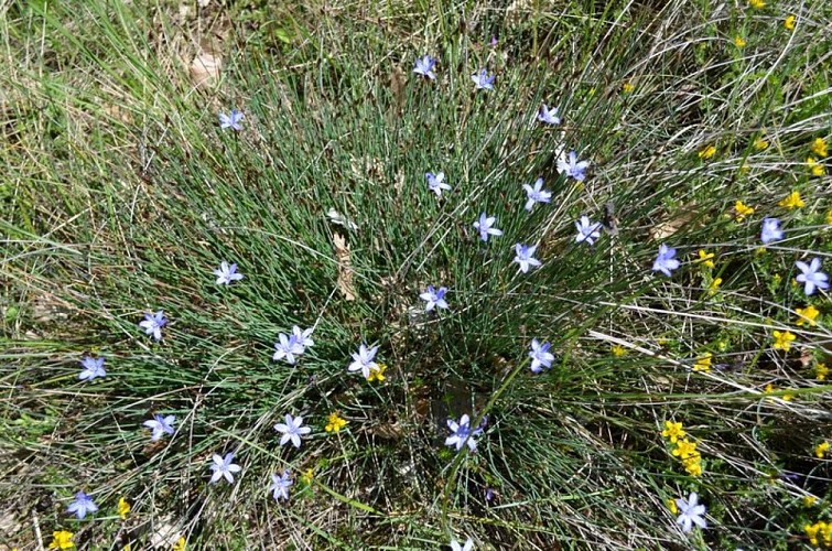 L'aphyllante de Montpellier
