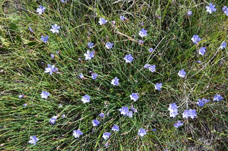 L'aphyllante de Montpellier