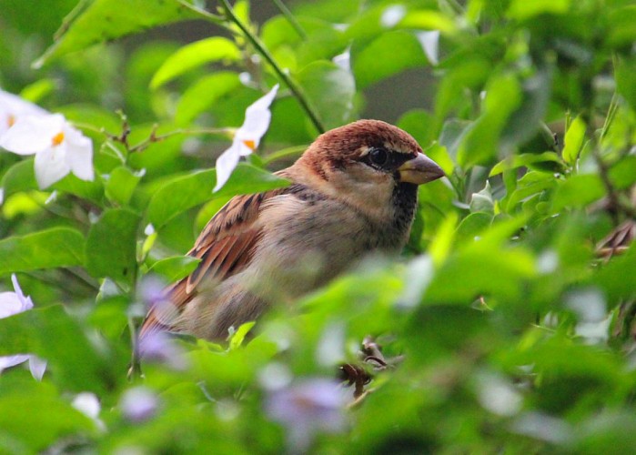 Moineau domestique mâle