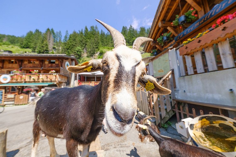 Goat Village