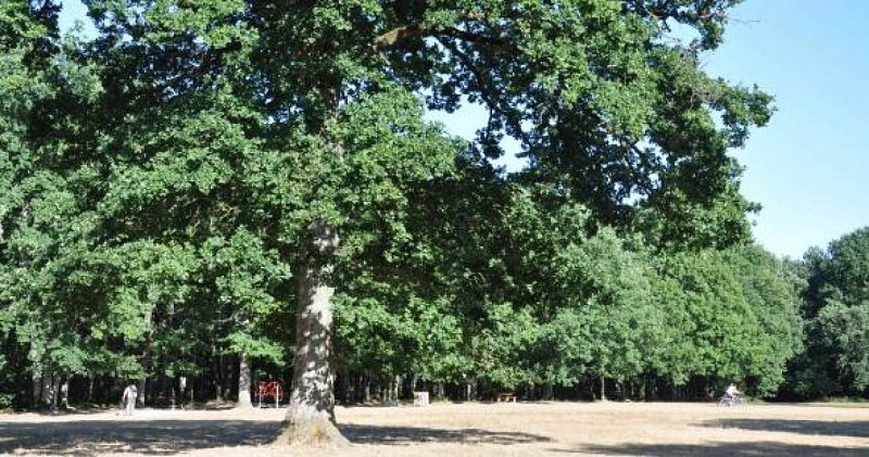 Les Bois de Saint-Pierre_1