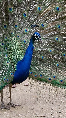 Les Bois de Saint-Pierre_4