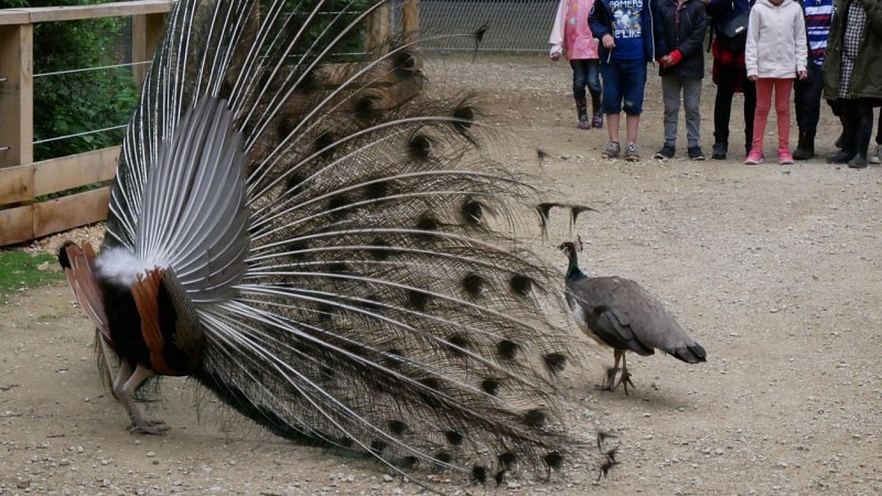 Les Bois de Saint-Pierre_5