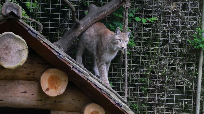 Les Bois de Saint-Pierre_6