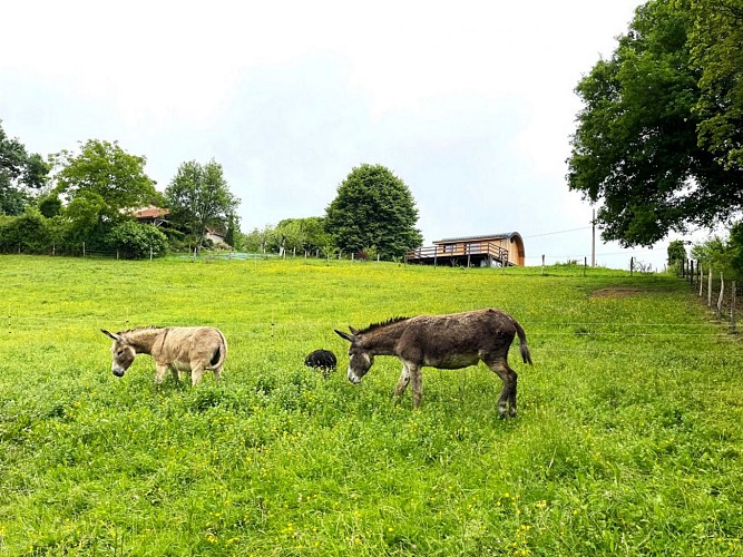 La Pocquita - Les-anes