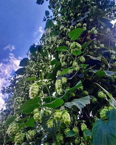 Houblon ferme Hysope