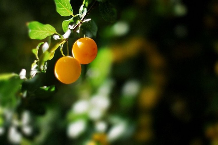 Terre Compagne -prunes myrobolan au jardin