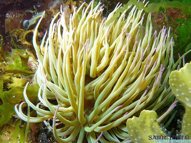 Plongée - Saint-Malo