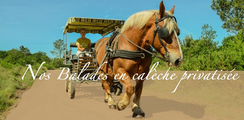 Les Calèches de Barenton_Paimpont