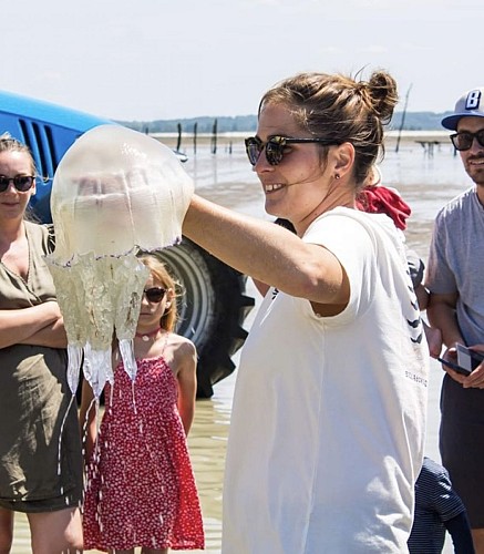Méduse chou fleur Baie du Mont St Michel
