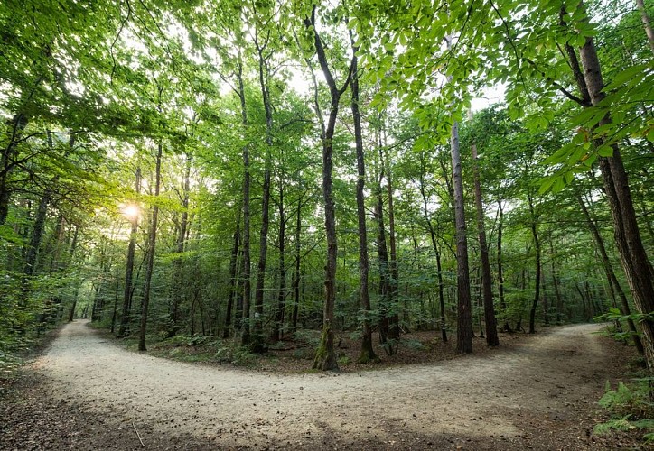 Vern sur Seiche Bois De Soeuvres
