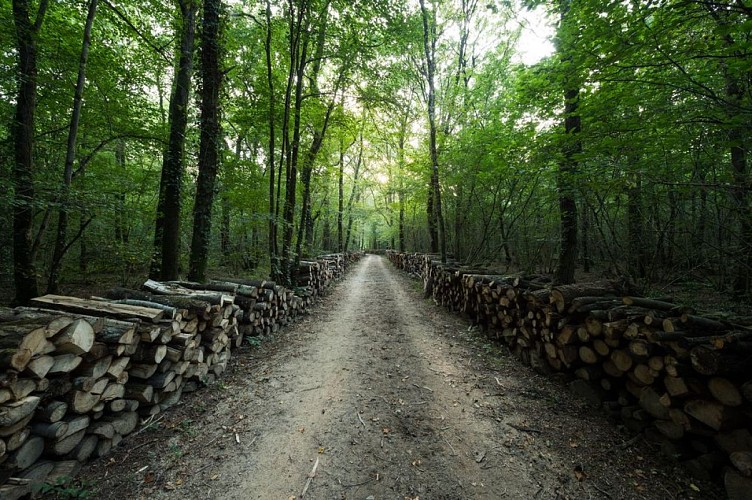 Vern sur Seiche Bois De Soeuvres